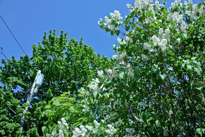 Lilac